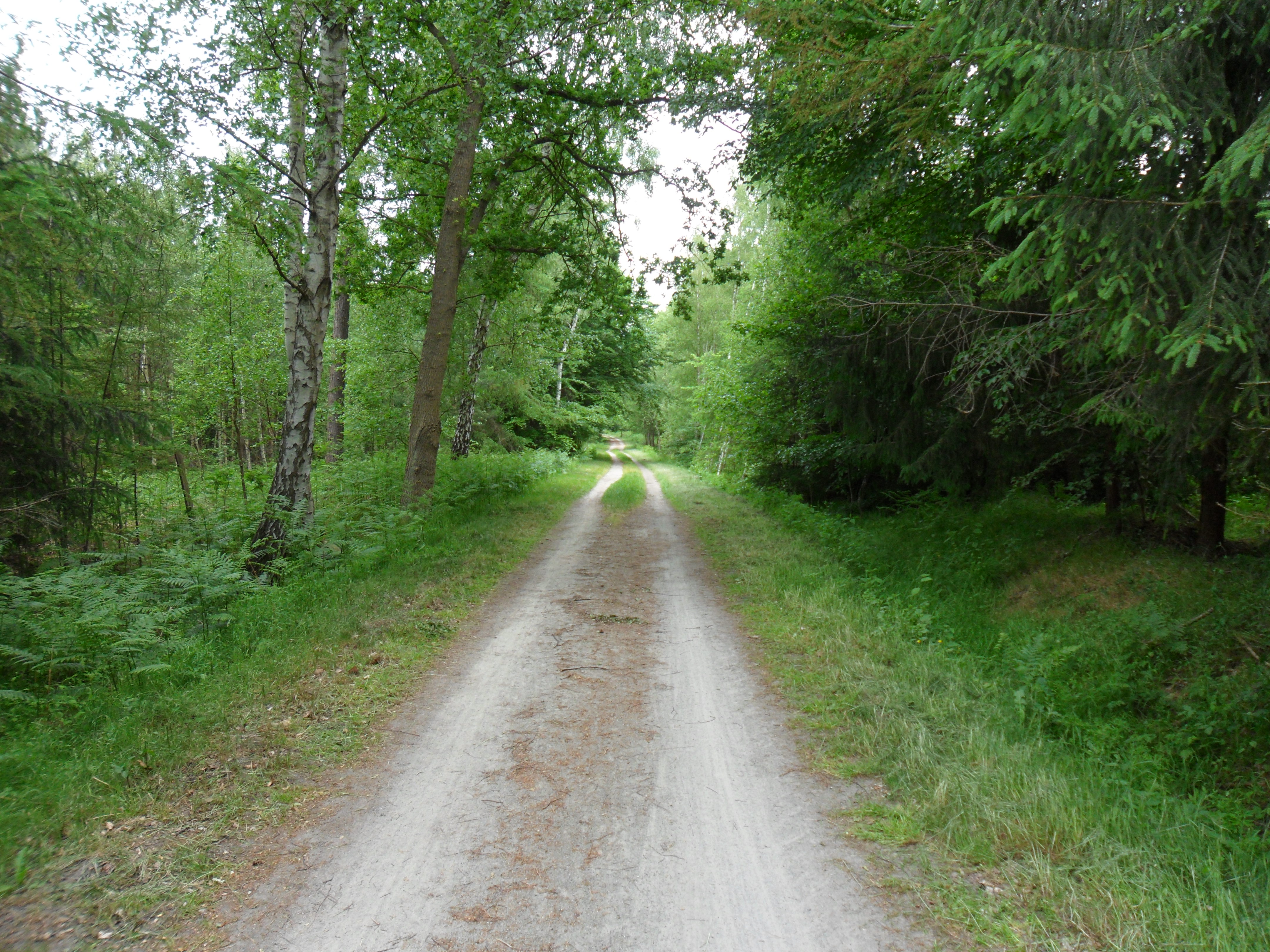 Rostocker Heide