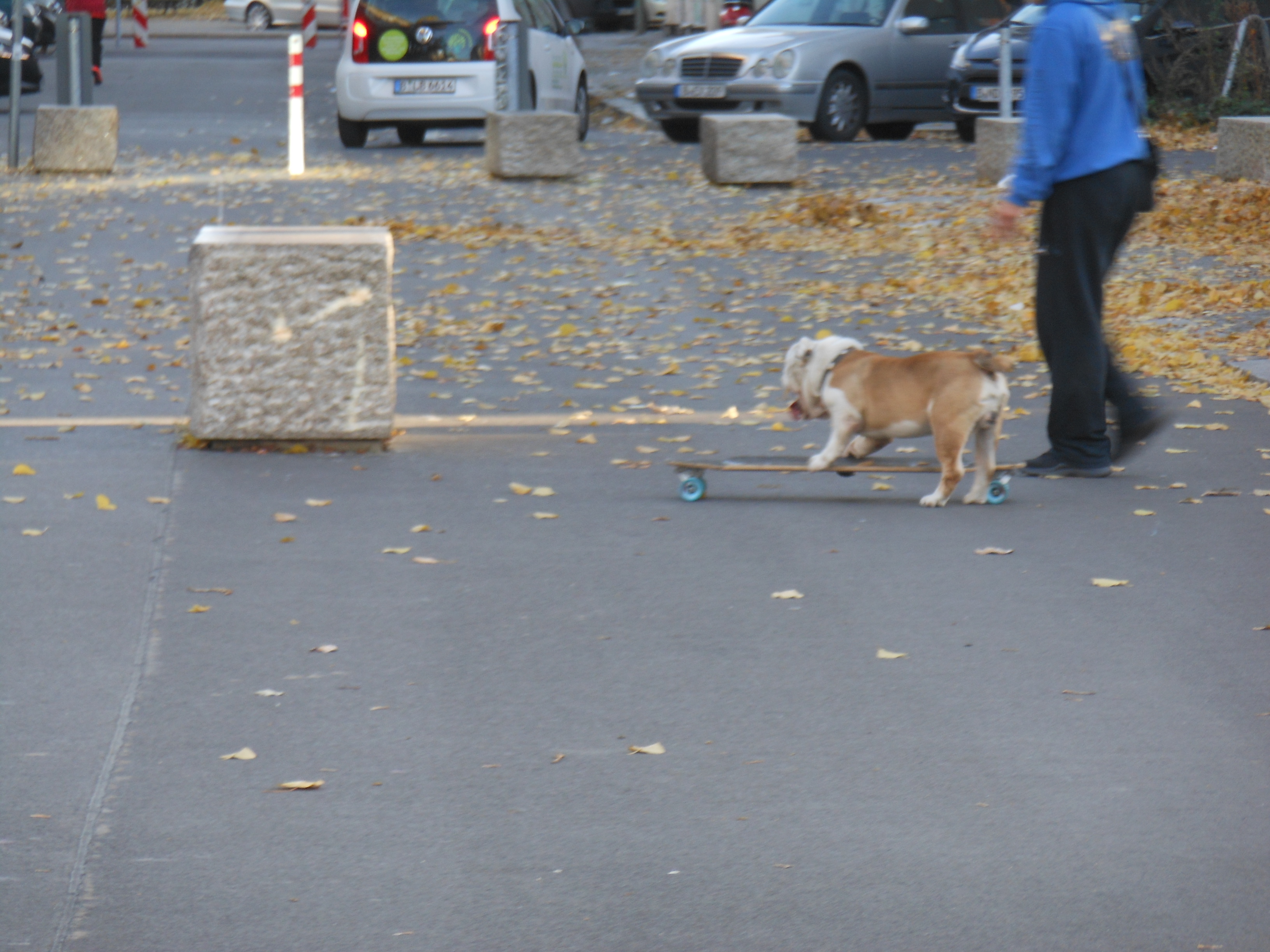 Skate-Dog