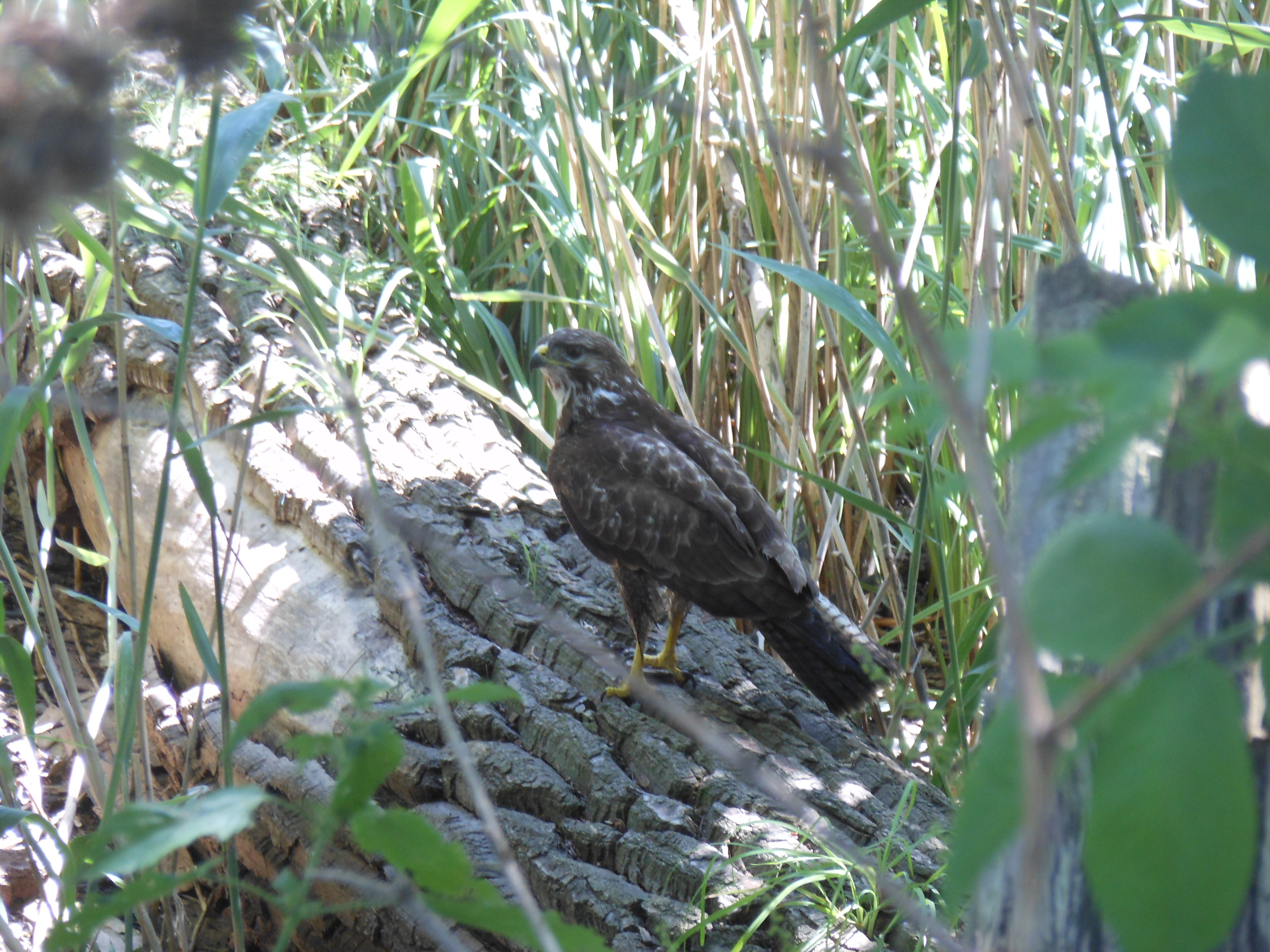 Mäusebussard