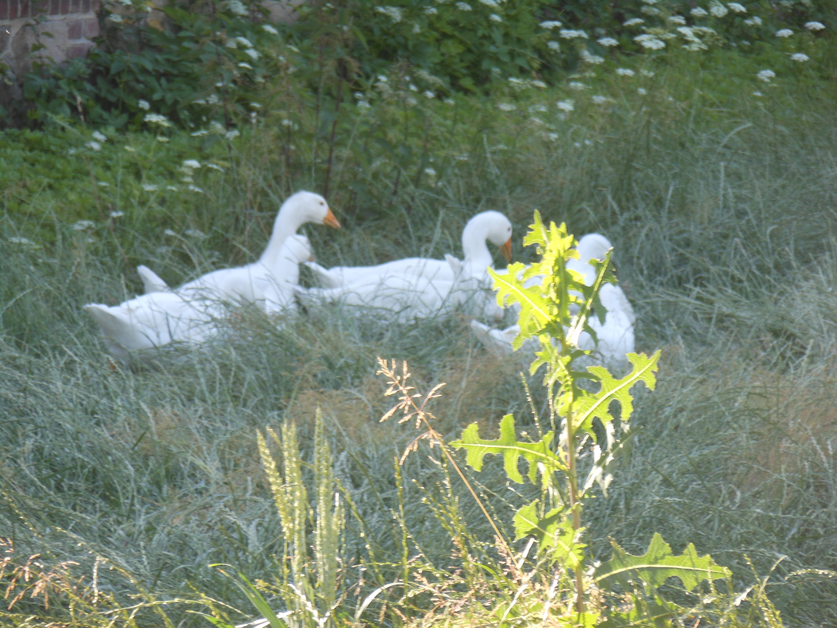 Gänse auf Abwegen