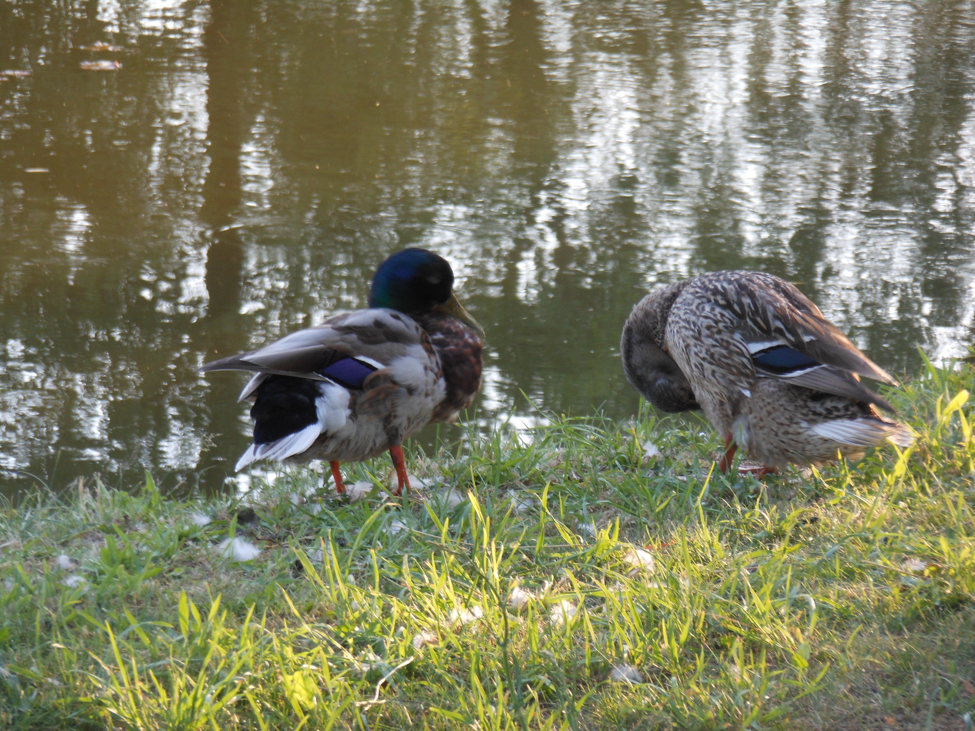 Enten Süptitz